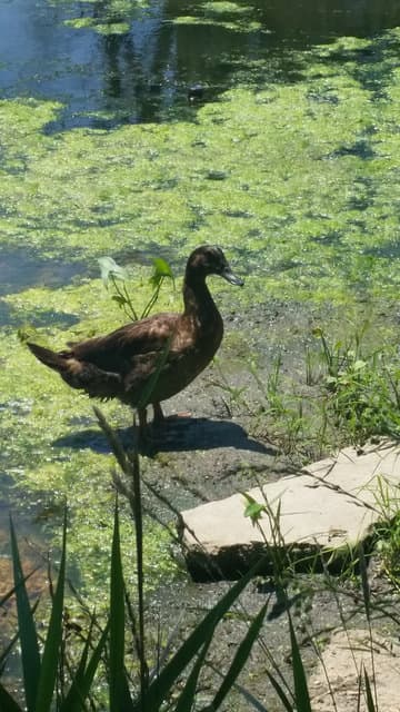 Duck we named Peaches. She would visit us every weekend for 6 weeks at Pilcher Park, probably mocking our lack of fishing abilities!