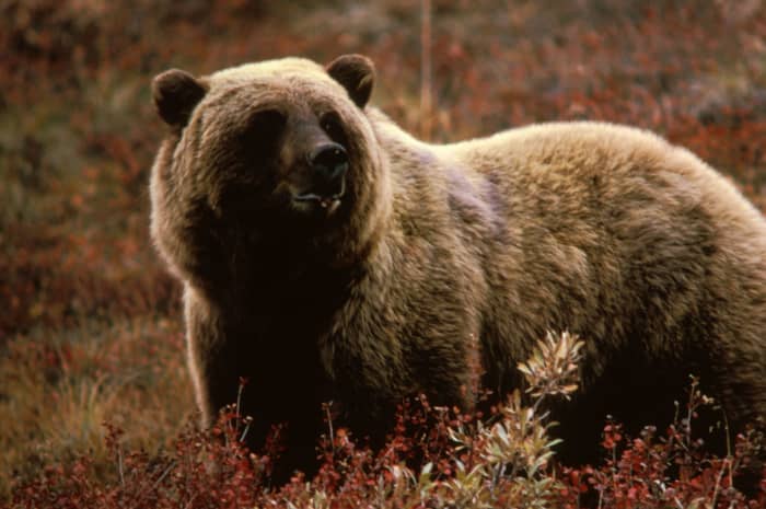 Many Grizzly Bears Have Been Taken Over The Years With 30-06's Loaded With 200 Or 220 Grain Bullets