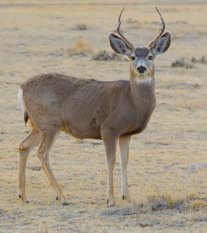 Winchester claims this 180 grain load is suitable for deer, elk, and moose.