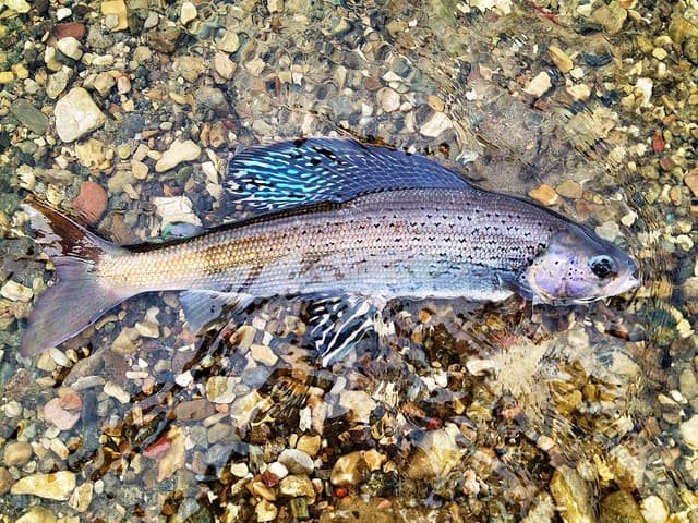 Back when I lived in Montana, Arctic Grayling were one of my favorite fish to chase in the alpine lakes on ultralight gear.