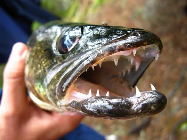 Walleye, like the one pictures here, love slow trolled spinning earthworms. When trolling spinning bait, a swivel is imperative to prevent line twist.