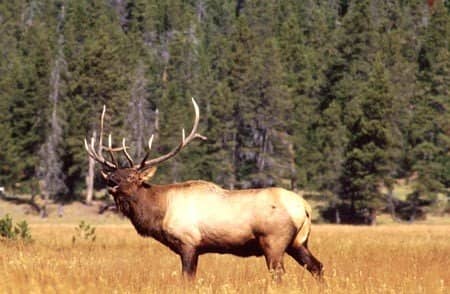 Many experts recommend a minimum of 1500 ft-lbs impact energy for large game such as elk. The "Fast Thirties" will deliver it to 650 yards, and beyond.