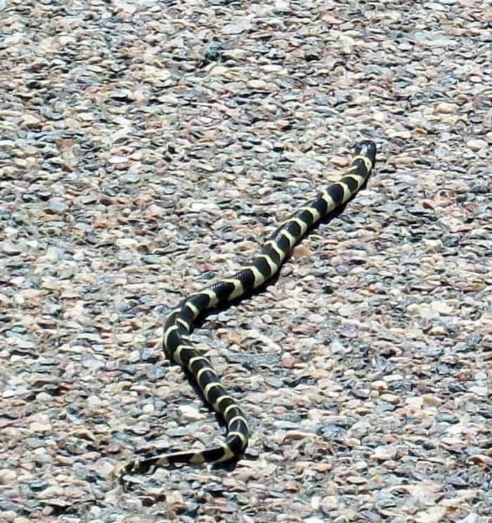 Arizona Hiking Safety Tips HubPages