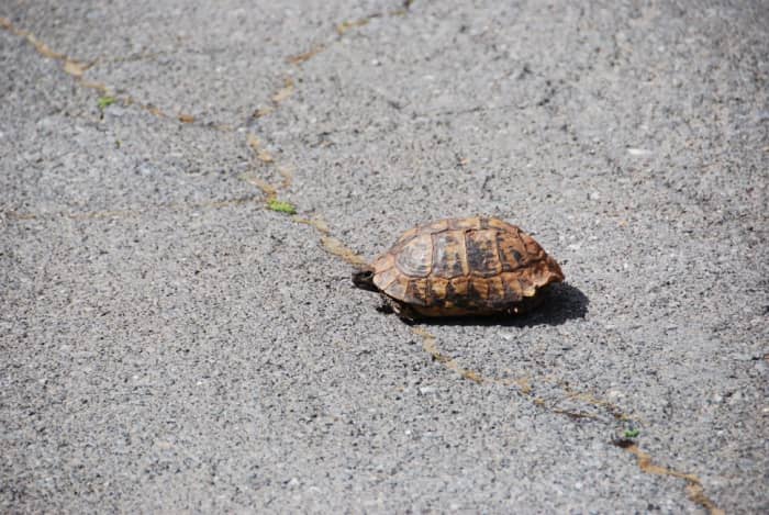 Tortoise on the road...we saw it on the road when we mistakenly went towards Zygovisti instead of Vytina...