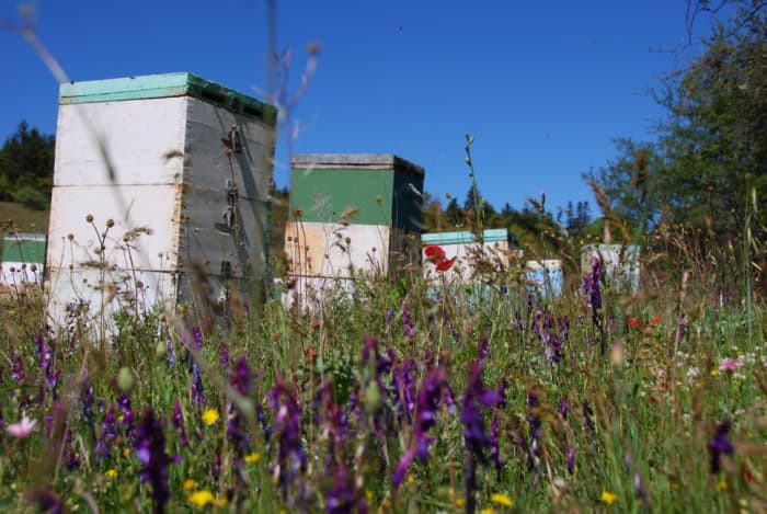 Beehives found along the way to Valtessiniko...My partner got stung fortunately, he wasn't allergic and I removed it right away...