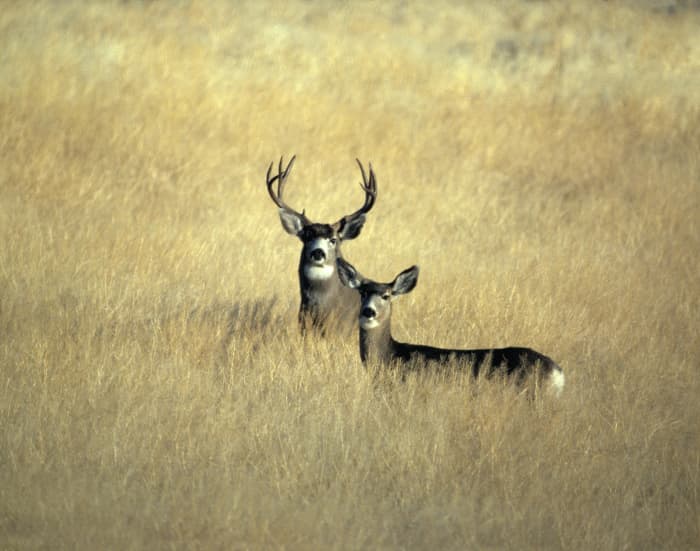 The .270 has a stellar reputation for giving western mule deer dirt naps at 400 yards, or more.