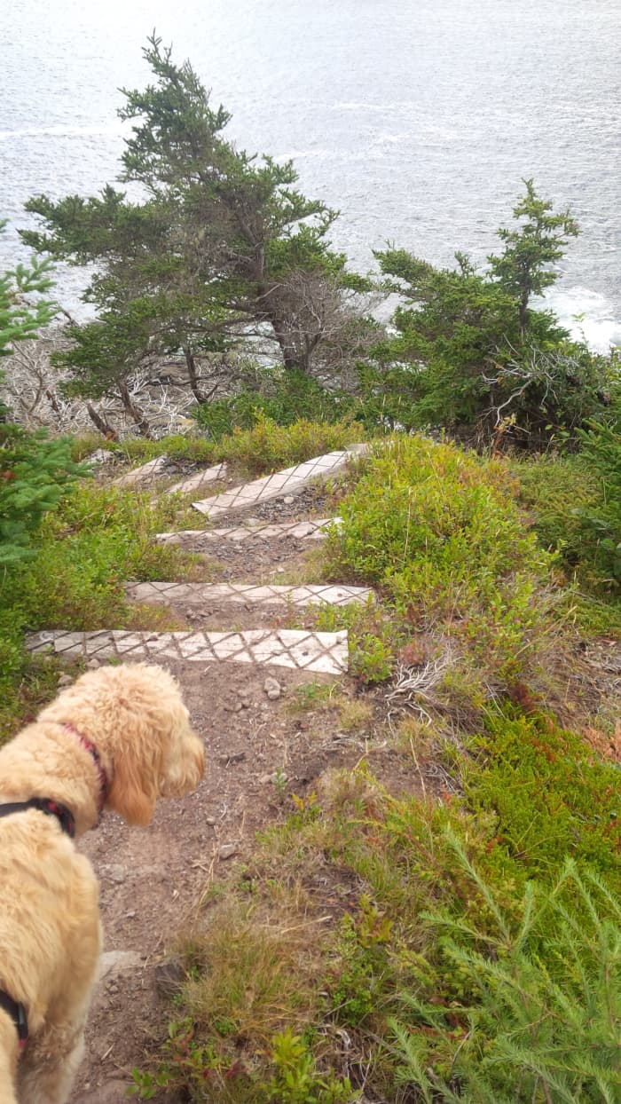 The author's dog, Daisy, looking down over a set of wooden steps built into the trail.