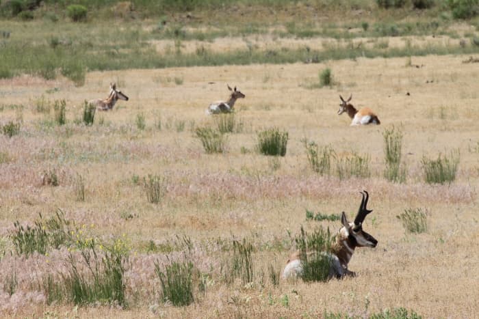 The Best Pronghorn Cartridges: Fast Bullets for Fast Critters - SkyAboveUs