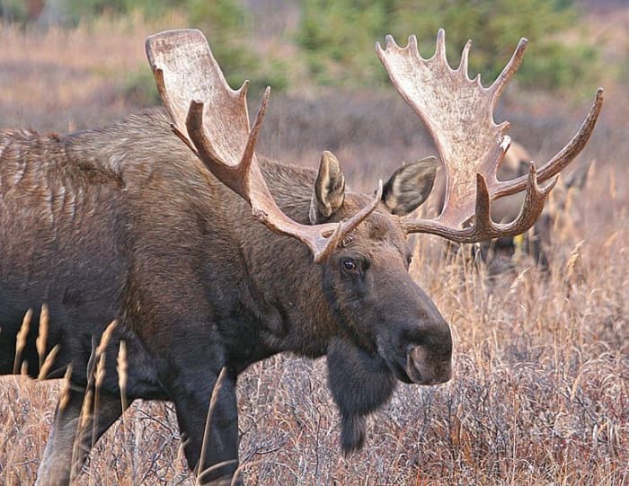 The AccuBond's balance between expansion and penetration make them ideal for large game such as moose or elk.