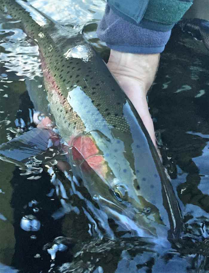 How to Catch Steelhead The Golden Rules of Steelhead Fly Fishing