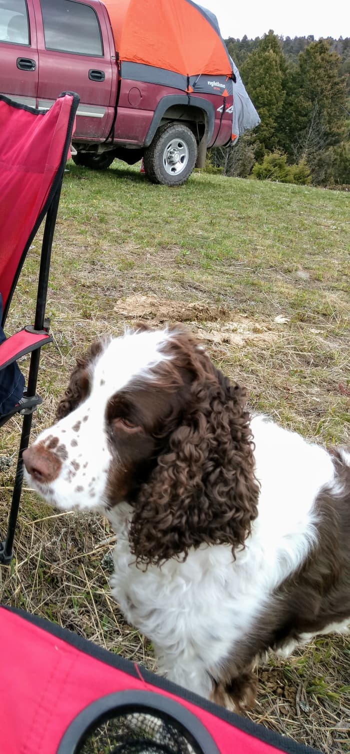 Here is our dishwasher. It's a three year old model from the brand Springer Spaniel. It's extremely portable and as an extra feature, will keep you warm at night. We've found that regular maintenance is required for best performance.