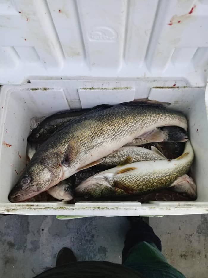 An example of fish thrown into a cooler carelessly, on top of the ice. These fish may not cool down fast enough and if its a longer trip, may start to go bad before they're even cleaned.