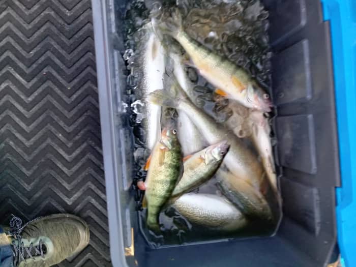 Submerging your catch in ice water is best, as it keeps the whole fish cool and makes it easier to fit more of your catch into your cooler.