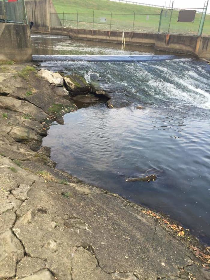 Spillways are great places for the boatless angler to find a flathead catfish. Deep holes and current seams are great places to place a lively baitfish.