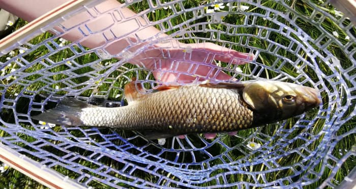 Complete Guide to Fly Fishing for Chub - HubPages