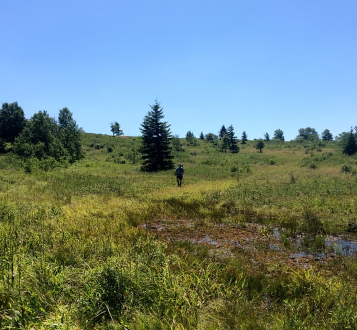 My husband, Jamison, in the distance amidst the swampland of Dobbin's Grade. Don't let the grass fool you, it's mostly all boot deep with water at a minimum.