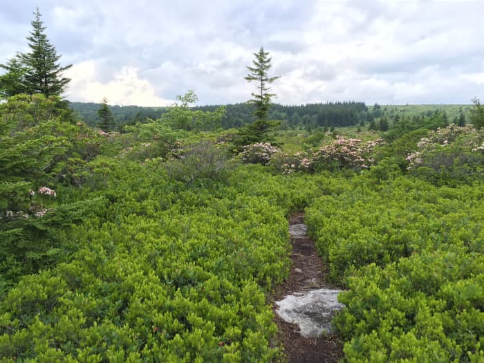 It says “Bear Rocks” and has a trail right beside it. Looks legit, right? Think again and keep driving a bit more!