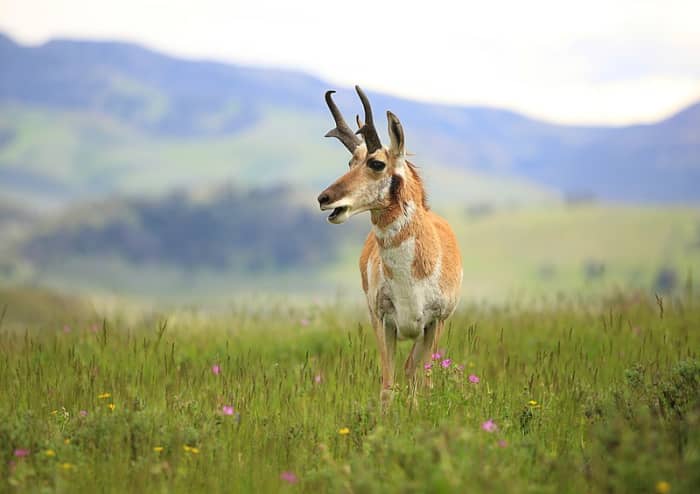Power Point's rapid expansion design makes it a good choice for light-bodied game such as pronghorn.