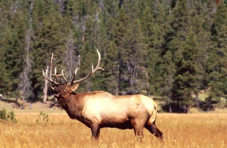 Author believes Winchester's 180 grain Power Point is adequate, if not ideal, for elk.