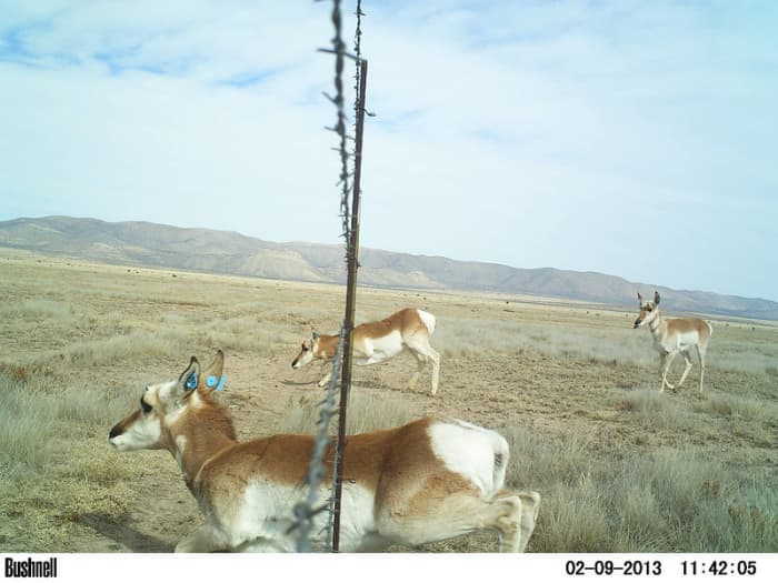Pronghorn go under, not over, fences. Find a fence crossing and you'll find pronghorn.