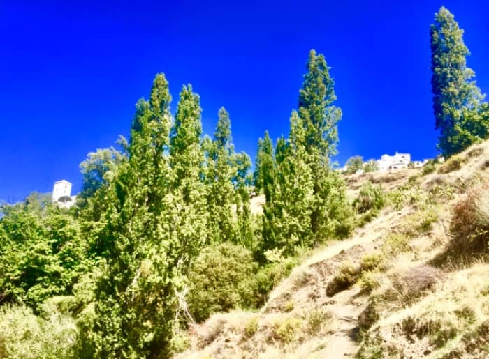 The silhouette of Bubión and surrounding trees against the skyline. The mountain village is located at 1,350 meters above sea level.