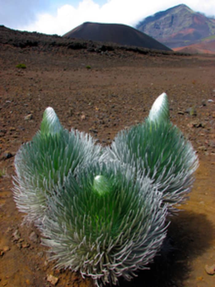 This elegant plant, the silversword, resembling the yucca plant of the American Southwest, has evolved on the slopes of the volcano Haleakala on the island of Maui, HI.