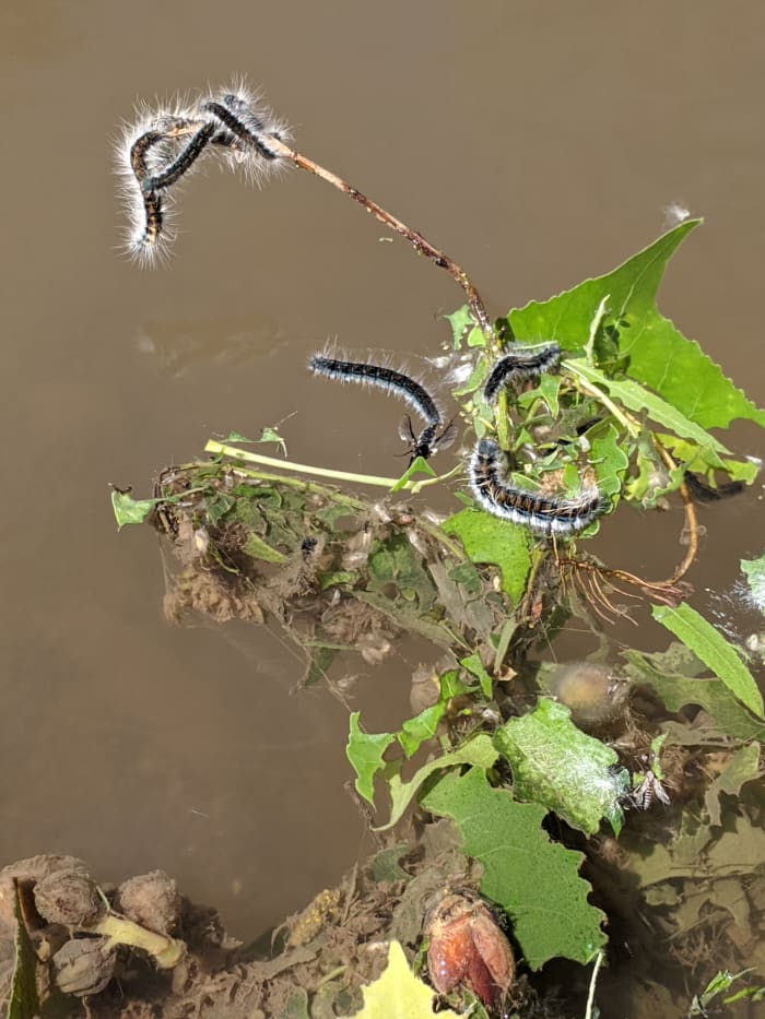 Caterpillars along the shore of the San Pedro River