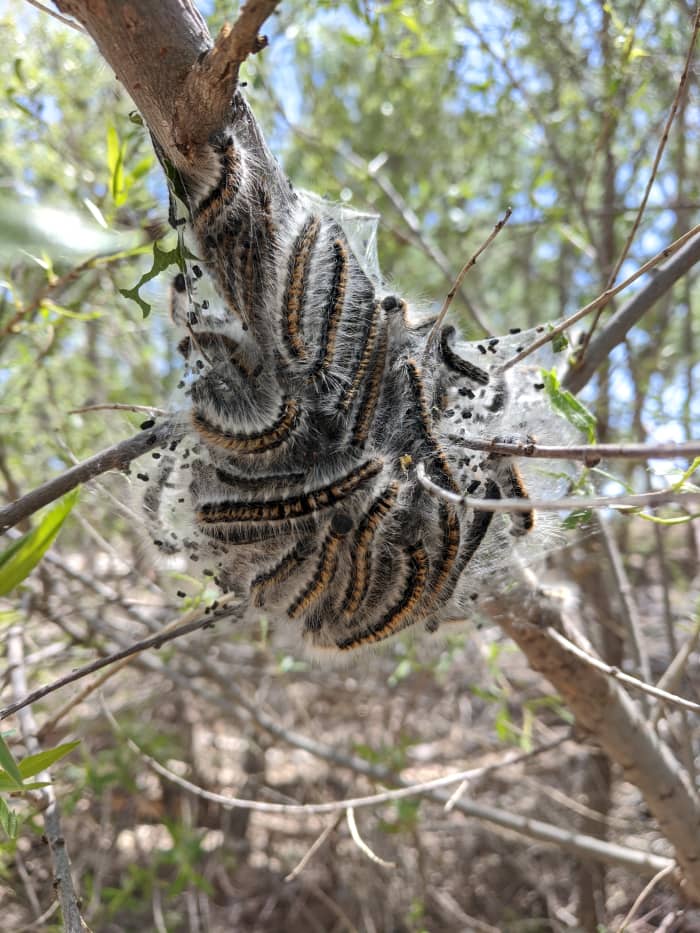 View of a smaller nest in tree housing a large group of tree caterpillars