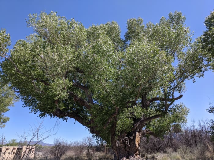 130 year old Cottonwood Tree a few yards west of the San Pedro House