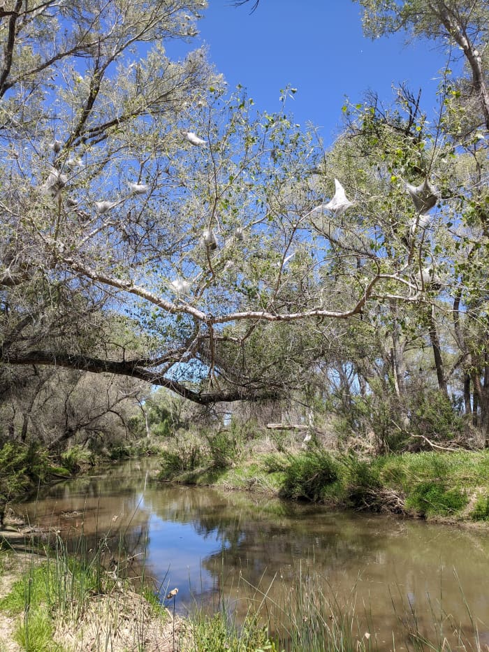 White, silky tents in trees created by tent caterpillars as a place where a group of caterpillars can retreat to after foraging along the tree's branches for food.