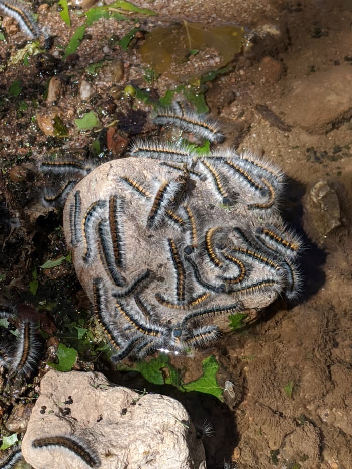 Tent Caterpillars on a rock in the San Pedro River