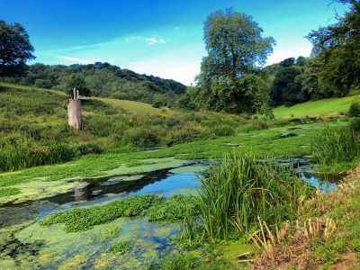 You won't see any salmon here, however you might see some ducks, tadpoles and many other different species of animals and fish
