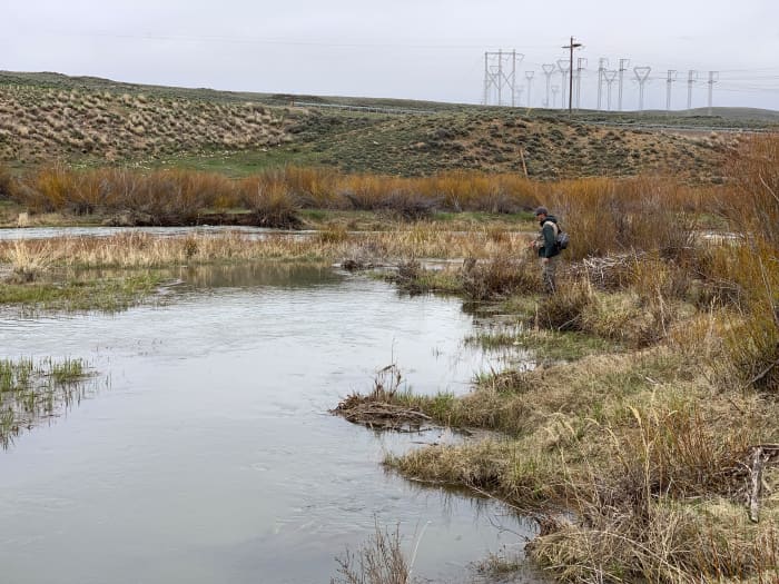 The Ham's Fork may not be winning any beauty pageants anytime soon, but the abundant, large trout that call it home just might.