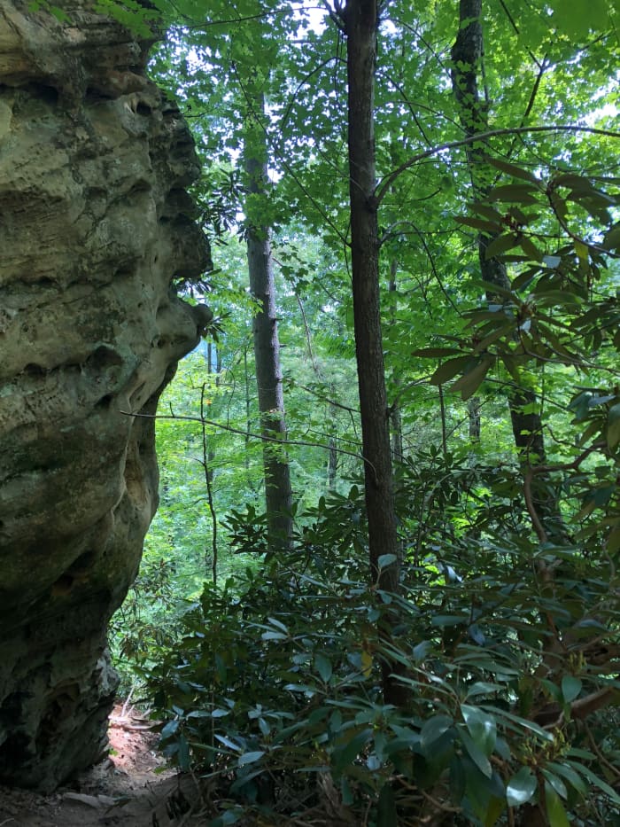 The trees in these pictures were so tall, and hard to capture with the camera. We all loved hiking through here!