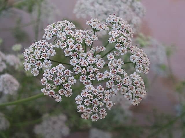 Ajwain flowers.