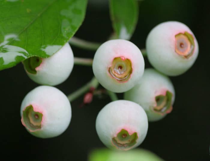 Unripe blueberries.