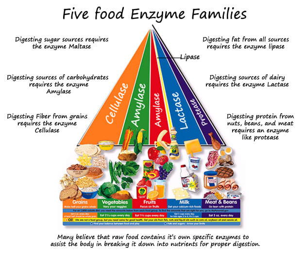 Preserving Food Enzymes Can Be The Difference Between Being Healthy or Diseased - Robert Morgan, Naturopath
