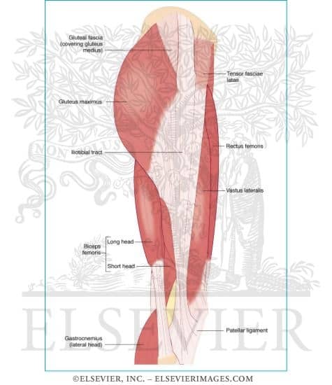 Some of the muscle groups worked during P90X: Legs and Back - including the biceps femoris, better known as the hamstrings.