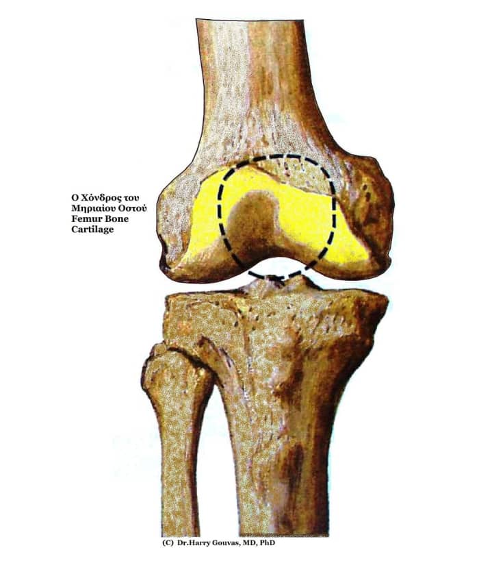 Many factors affect normal, healthy joint cartilage--some lifestyle modifications can help this as well as Osteo Bi-Flex.