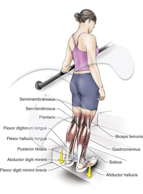 Reprinted, with permission, from Stretching Anatomy by Arnold Nelson and Jouko Kokkonen. Copyright 2007 by Human Kinetics Publishers, Inc. www.HumanKinetics.com