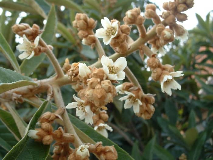 This cultivar is developed for home growing, The flowers open gradually and the fruit follows suit. This makes the fruit available over a longer period of time.