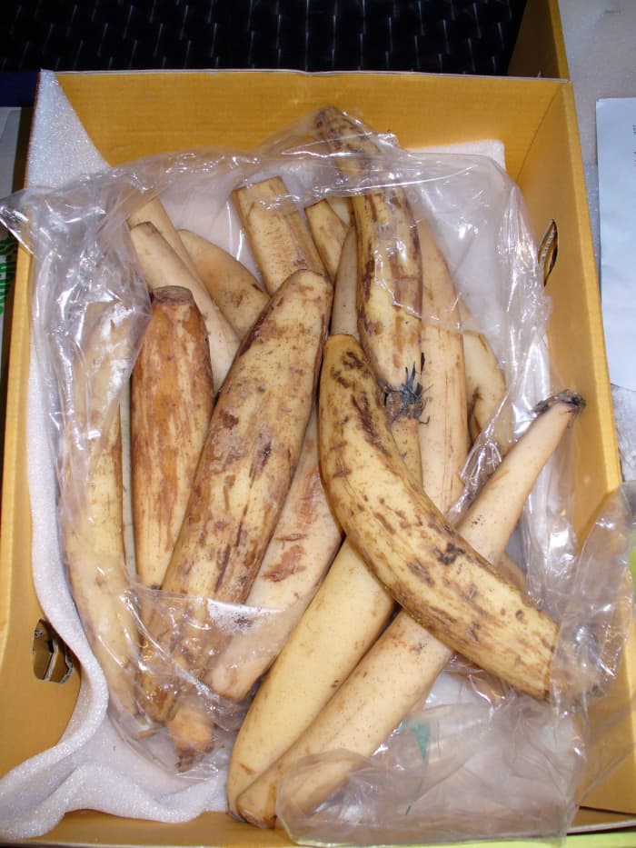 These are lotus stems, not roots.