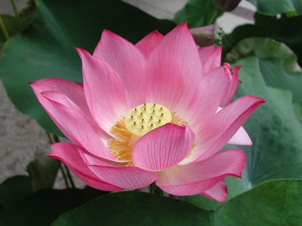 A pink lotus flower.