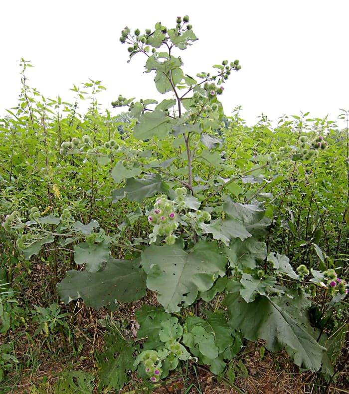 The root of the greater burdock contains inulin.