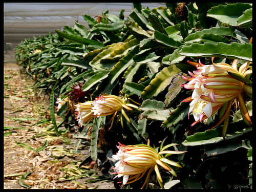 Pitaya or dragon fruit tree during flowering stage. It can strengthen your immune system. Dragon fruit is high in vitamin C and together with other antioxidants, can boost immunity.