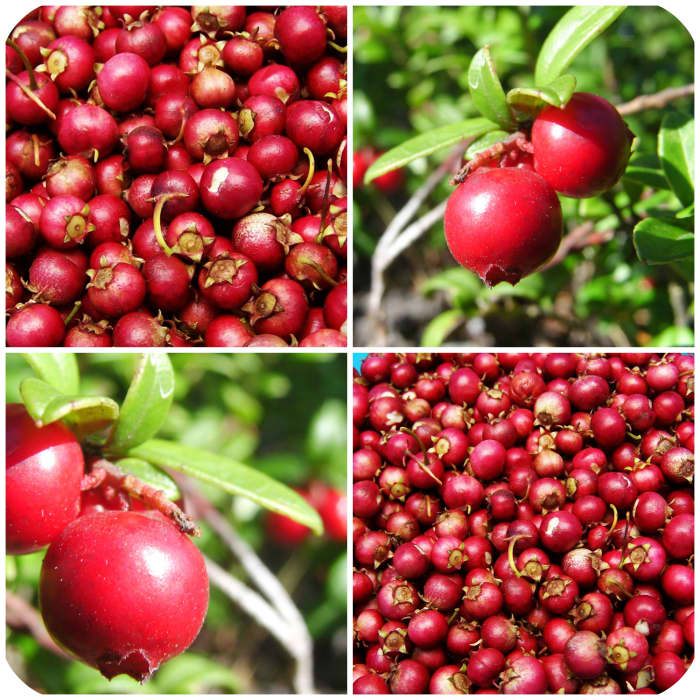Fresh and ripe cranberries or dried cranberries can easily be added to breakfast cereal or oatmeal for an antioxidant-rich start to a day.