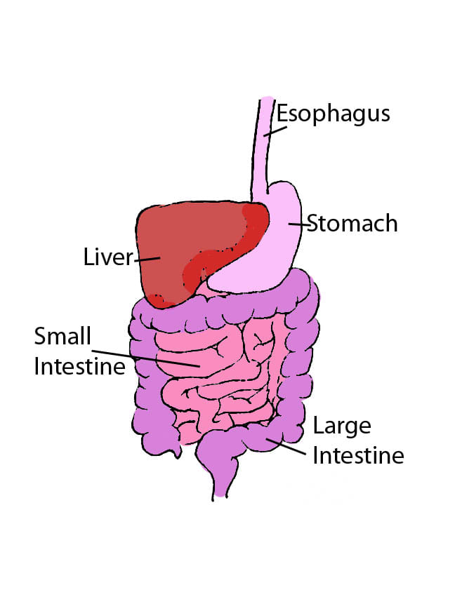 Food travels down the esophagus into stomach, then into the small intestine where most absorption takes place. From the small intestine, nutrients travel via blood vessels to the liver. Remaining food travels to large intestine prior to excretion.