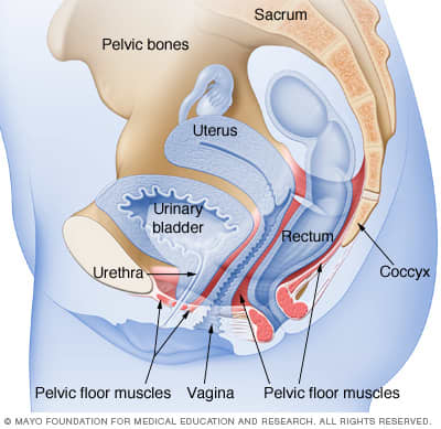 A woman's pelvic floor muscles work like a hammock to support the pelvic organs, including the uterus, bladder and rectum. Kegel exercises can help strengthen these muscles.