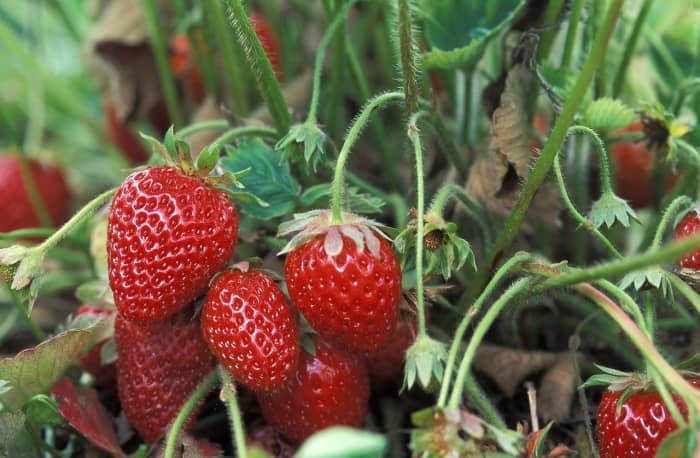 Strawberries are on the list of top ten fruits and veggies with high levels of pesticide residue on them. Whenever possible, buy organically grown strawberries if you want to eat healthier.