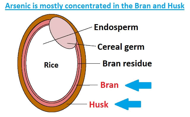 The Bran and Husk are the areas where arsenic levels are the highest. White rice usually has lower arsenic levels because these areas are stripped away during processing.